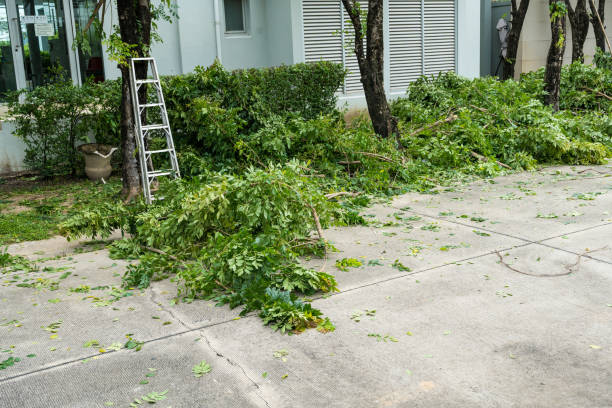 How Our Tree Care Process Works  in  Village Of Waukesha, WI